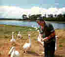 John Sr feeding swans
